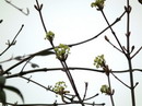 Norway Maple